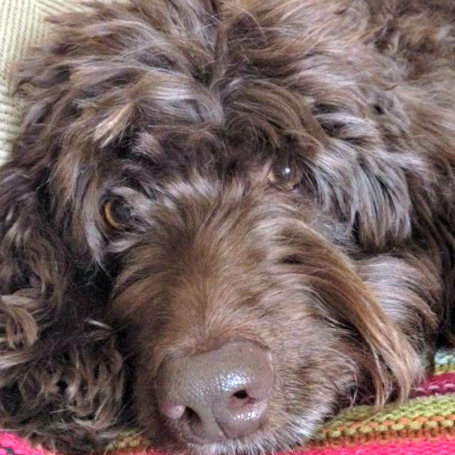 Chocolate Labradoodles from Mountain Creek Labradoodles